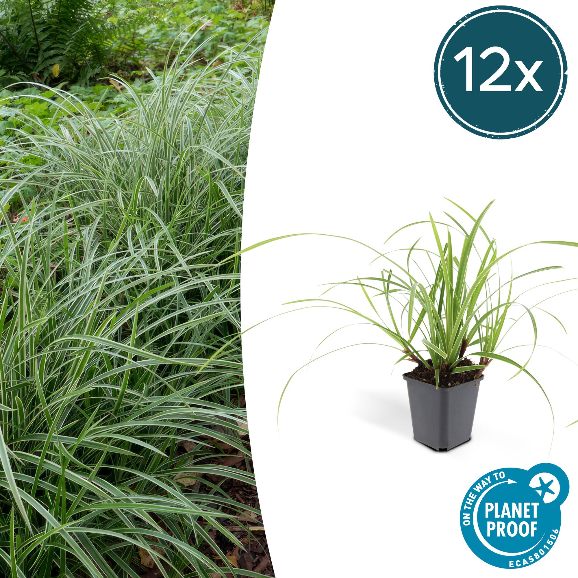 Carex morrowii 'Ice Dance' | Wintergroen siergras Ø9cm ↕10-25cm