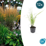 Calamagrostis acut. 'Karl Foerster' |  Ø9cm - ↕10-25cm