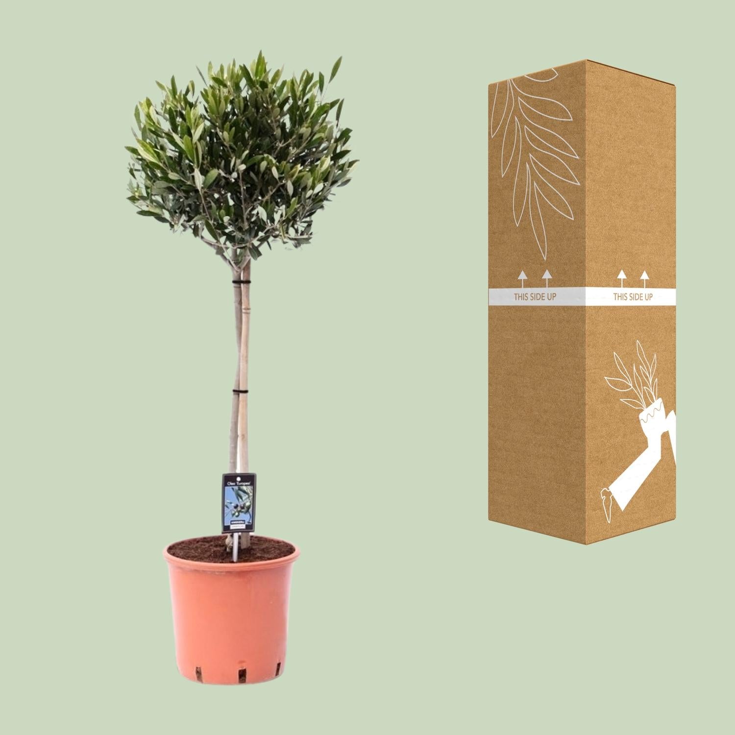 Olea Europaea op stam I 100 cm - ø22 cm
