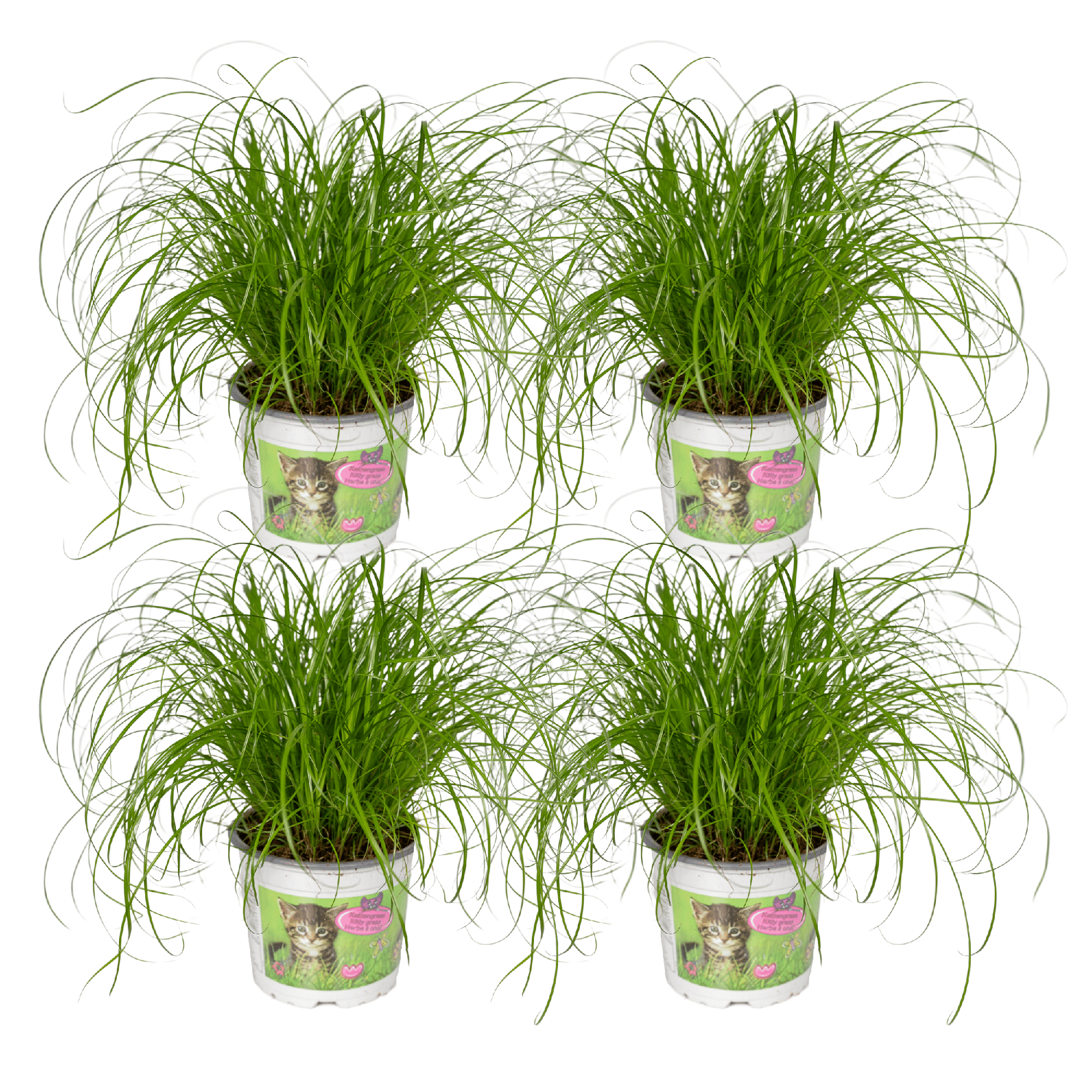Kattengras | Cyperus Alternifolius 1, 2 of 4 stuks - Voor blije katten