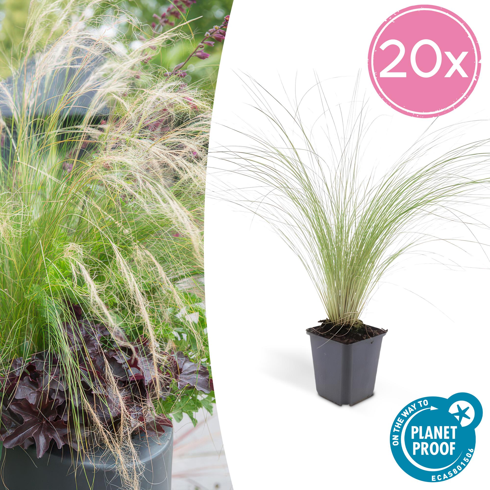 Stipa tenuissima 'Ponytails' | Fijn siergras - Ø9cm - ↕10-25cm