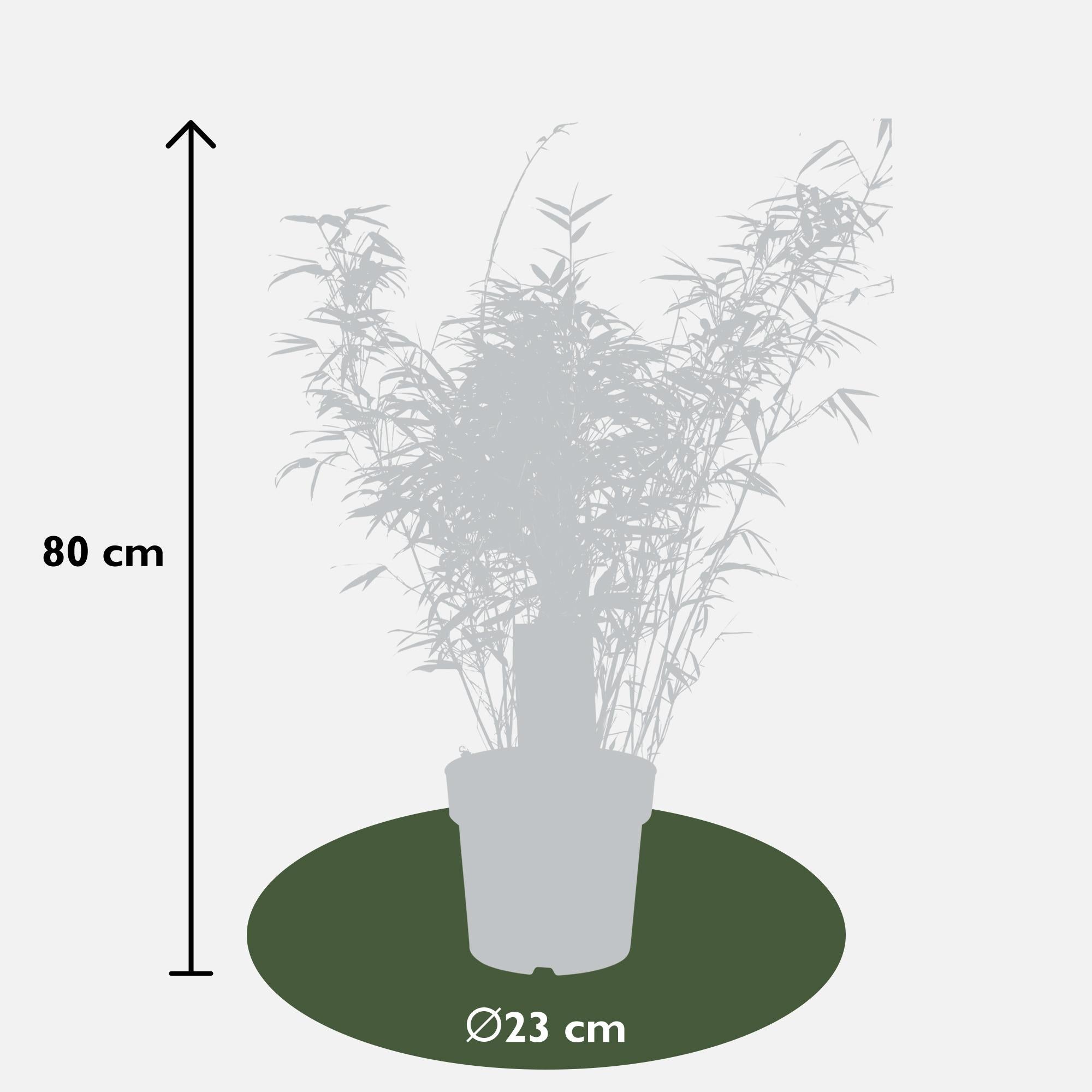 Bamboe | Fargesia rufa - Niet woekerende bamboe - Ø23cm - ↕80cm