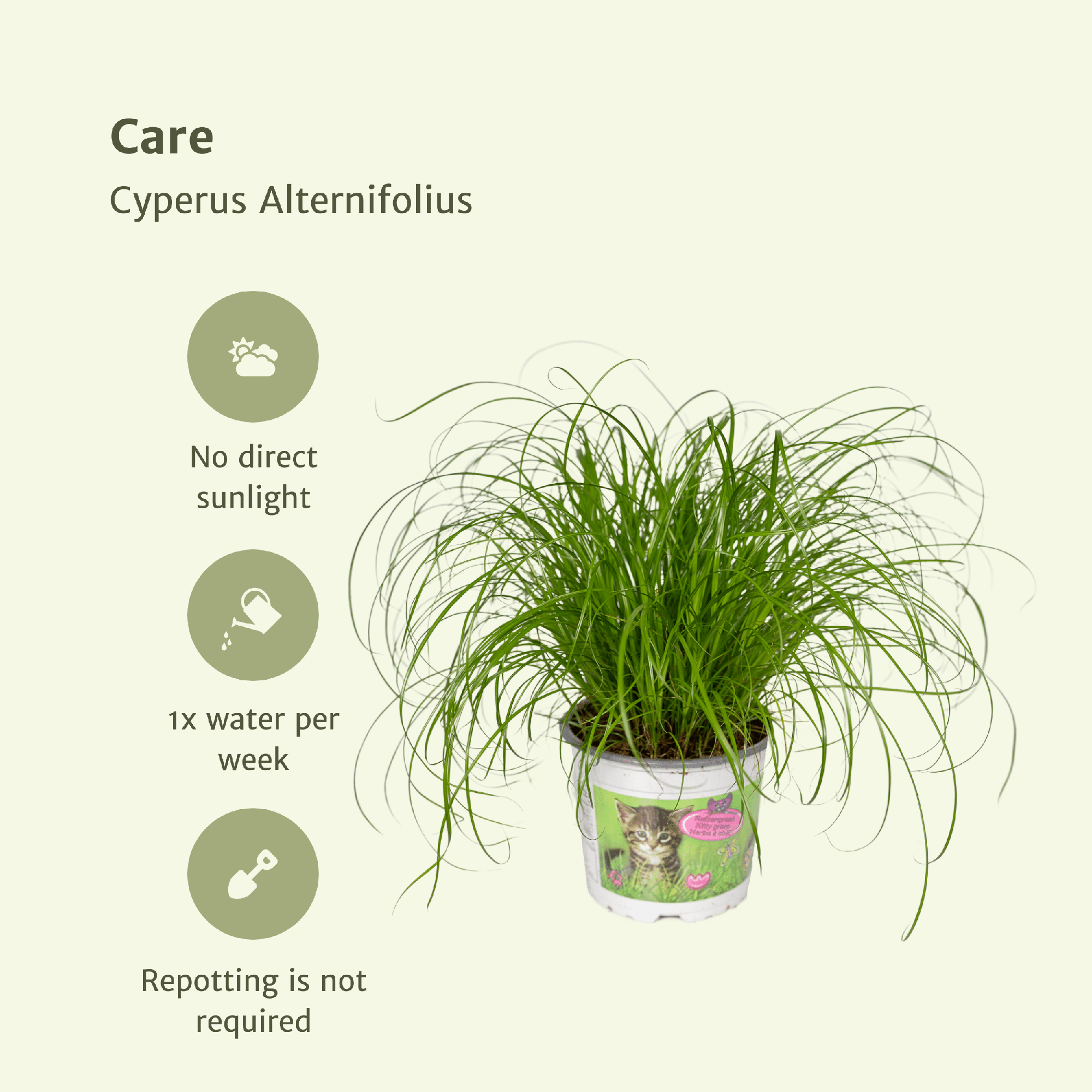 Kattengras | Cyperus Alternifolius 1, 2 of 4 stuks - Voor blije katten