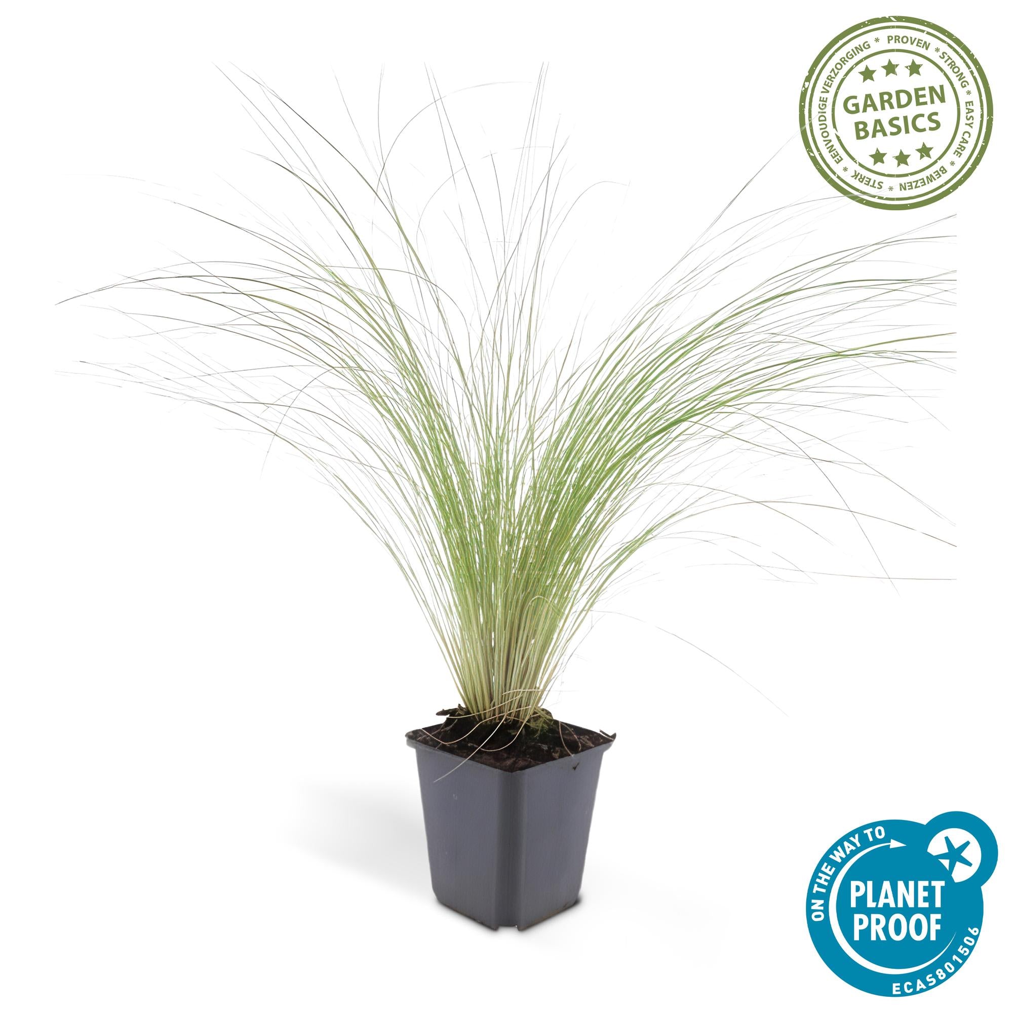 Stipa tenuissima 'Ponytails' | Fijn siergras - Ø9cm - ↕10-25cm