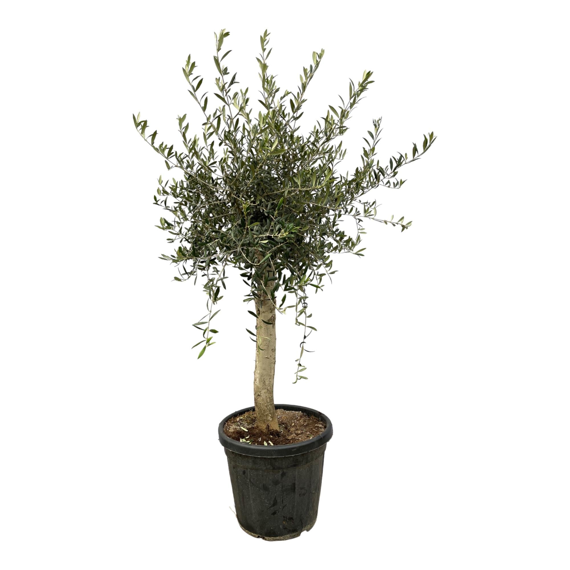 Olijfboom Olea Europaea Lorc | 180 cm - Ø40cm - Mediterrane uitstraling