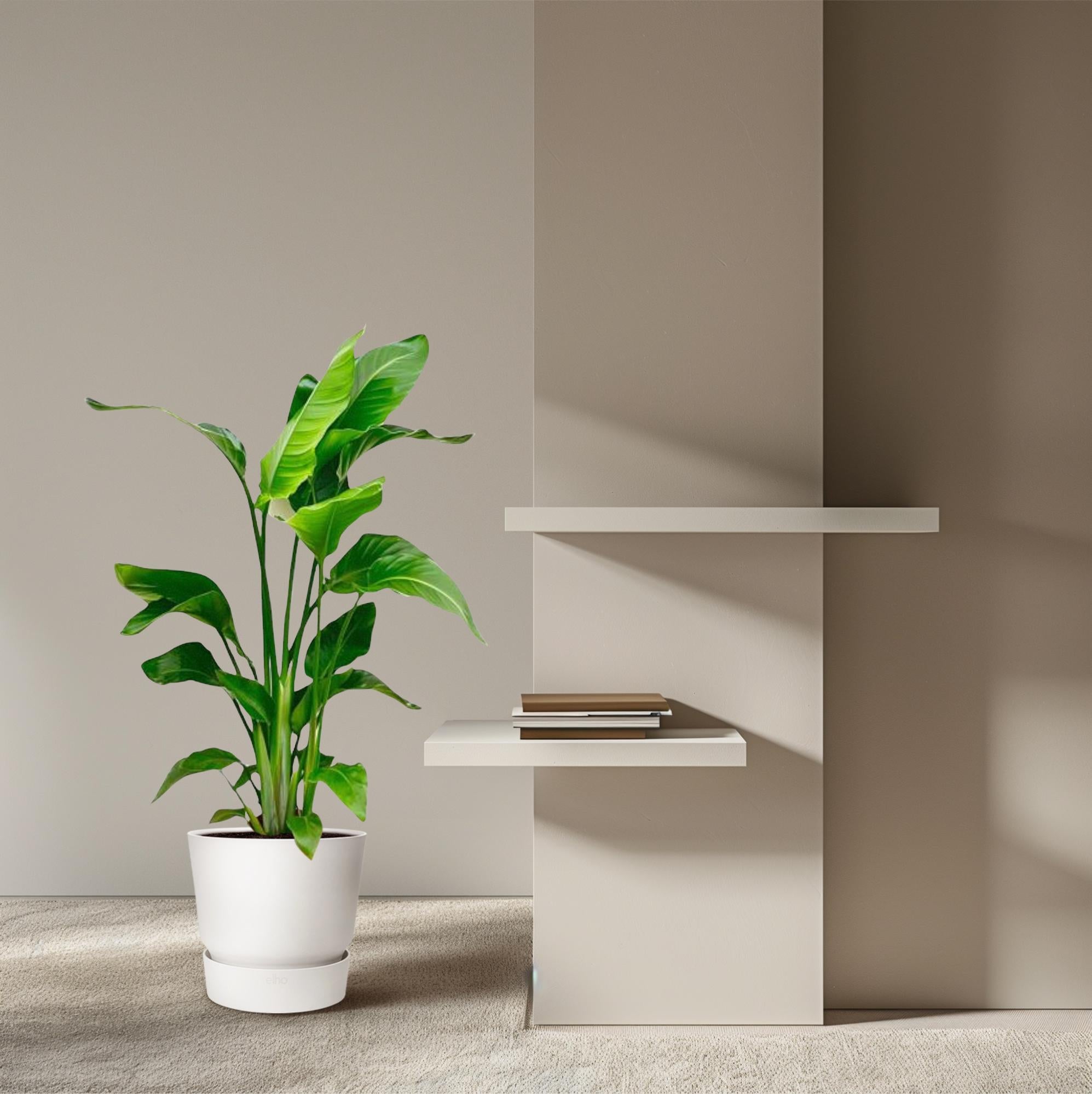 Strelitzia Nicolai | Paradijsvogelplant 80–100 cm – Ø17 cm