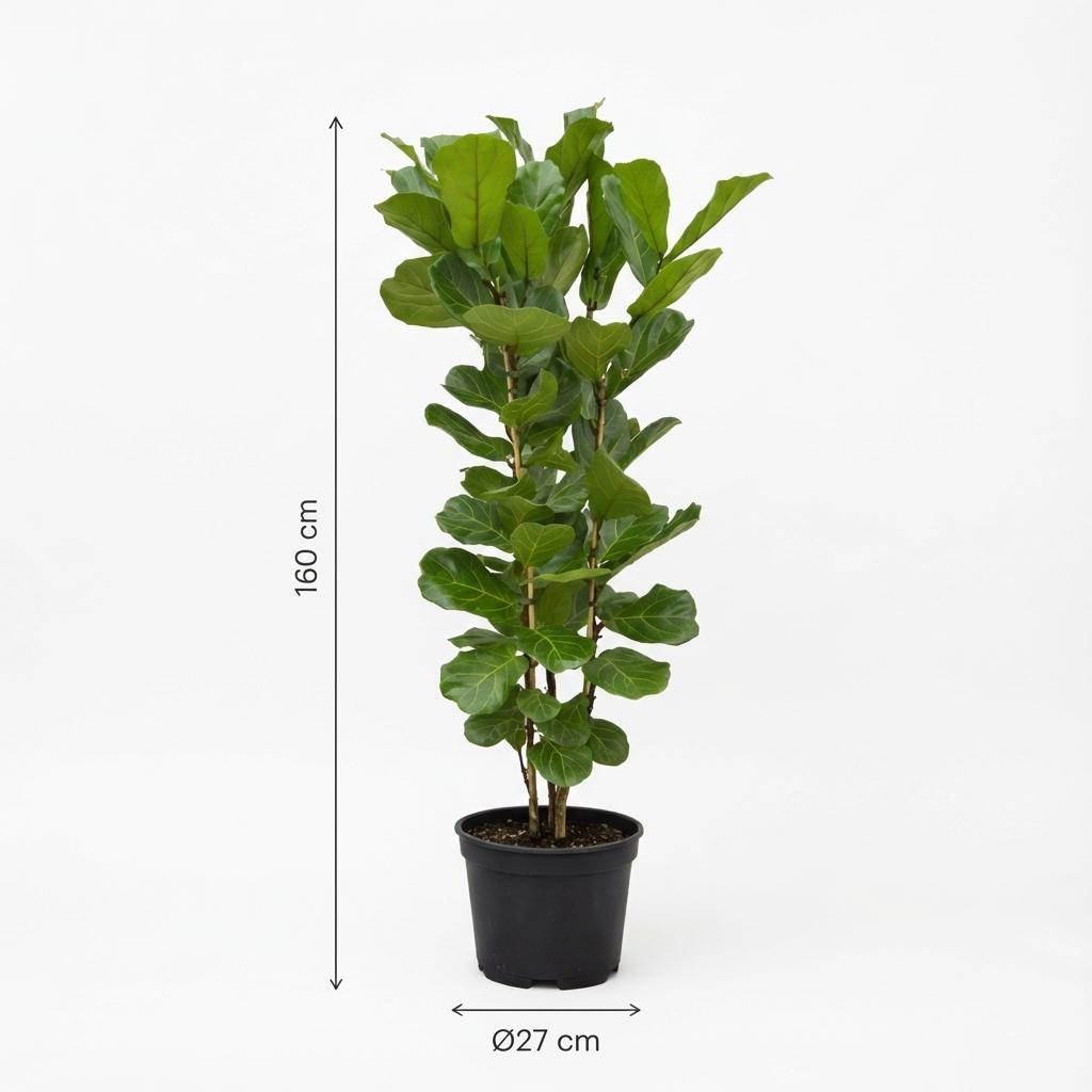 Ficus Lyrata struik - 160 cm - Ø27