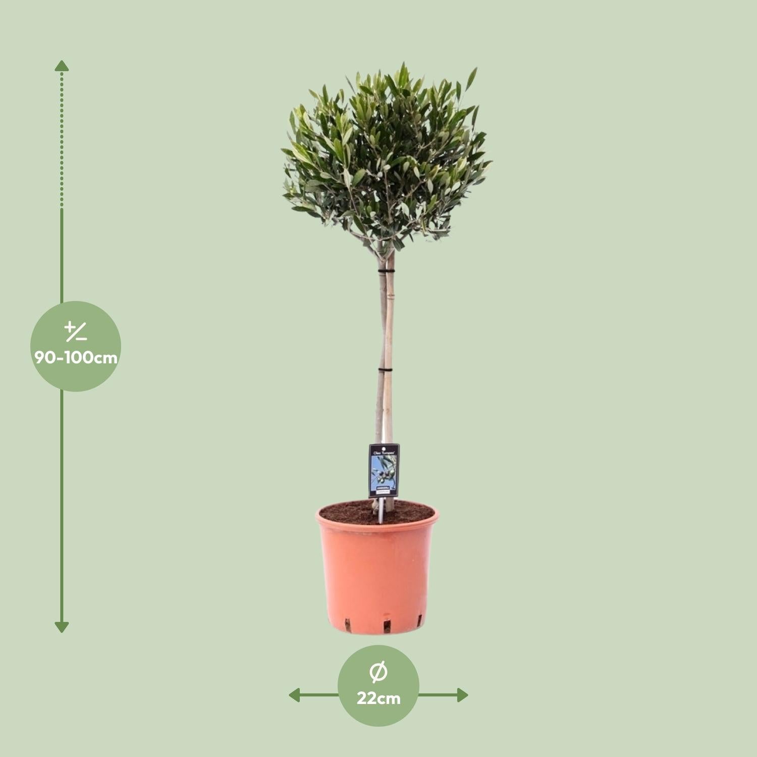 Olea Europaea op stam I 100 cm - ø22 cm