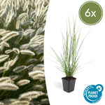 Pennisetum alopecuroides 'Hameln' | Diverse sets siergrassen - Ø 9 cm - ↕ 10-25 cm
