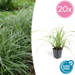 Carex morrowii 'Ice Dance' | Wintergroen siergras Ø9cm ↕10-25cm