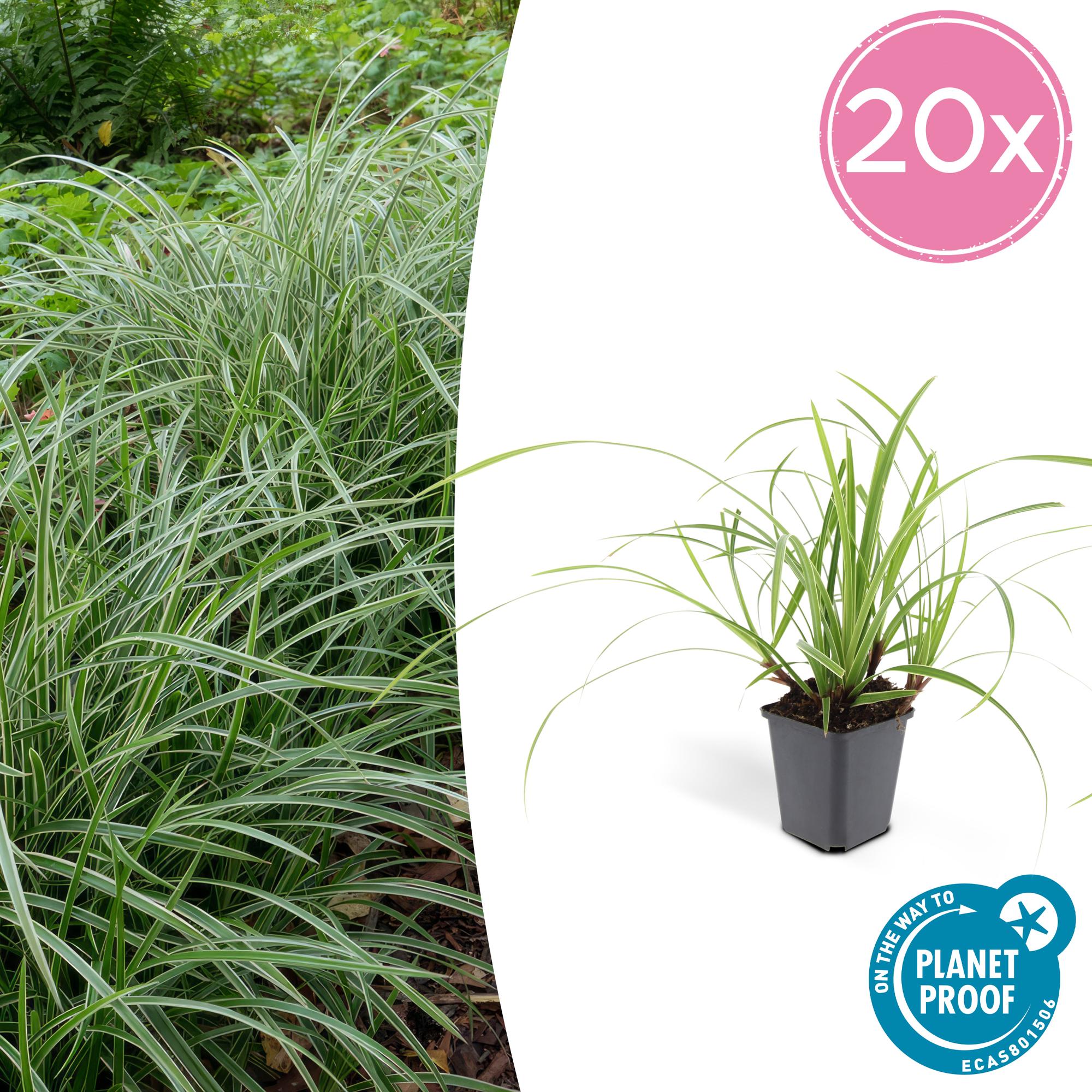 Carex morrowii 'Ice Dance' | Wintergroen siergras Ø9cm ↕10-25cm