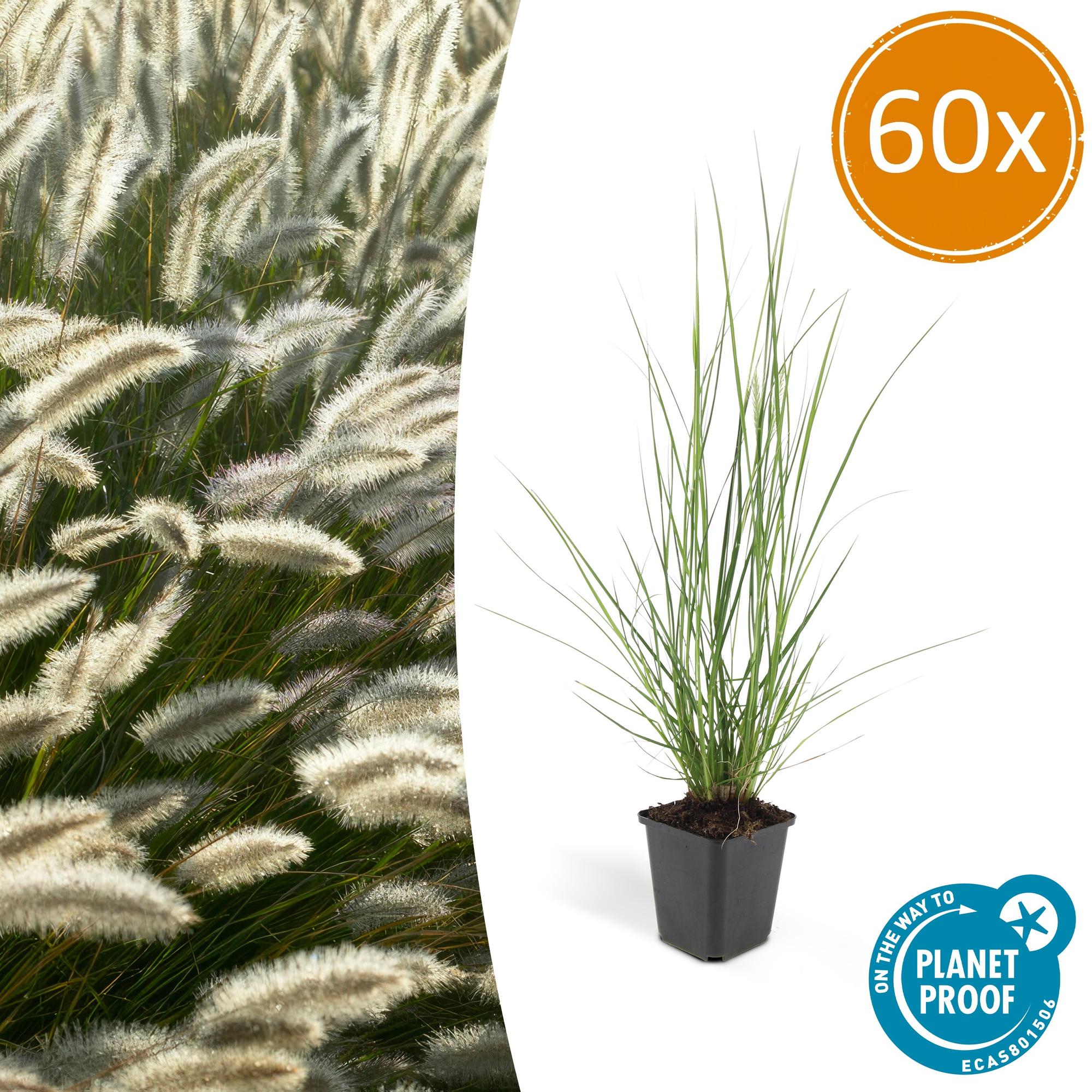 Pennisetum alopecuroides 'Hameln' | Diverse sets siergrassen - Ø 9 cm - ↕ 10-25 cm