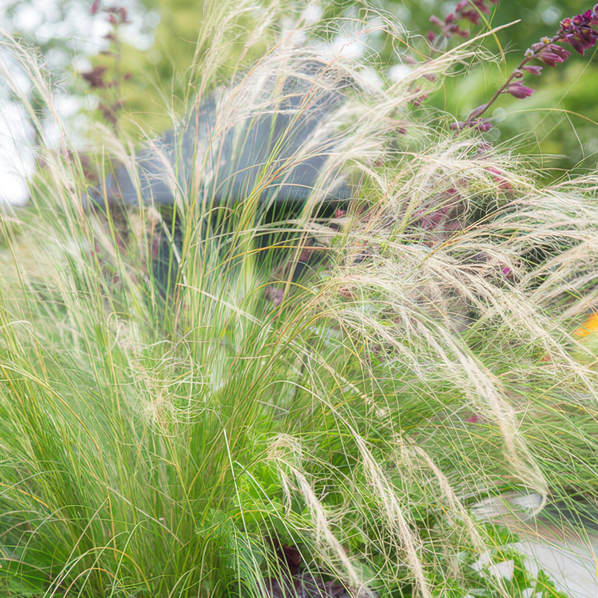 Stipa tenuissima 'Ponytails' | Fijn siergras - Ø9cm - ↕10-25cm