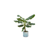 Bananenplant (Musa) inclusief Ocean Round atlantisch blauw Ø22 - 90 cm