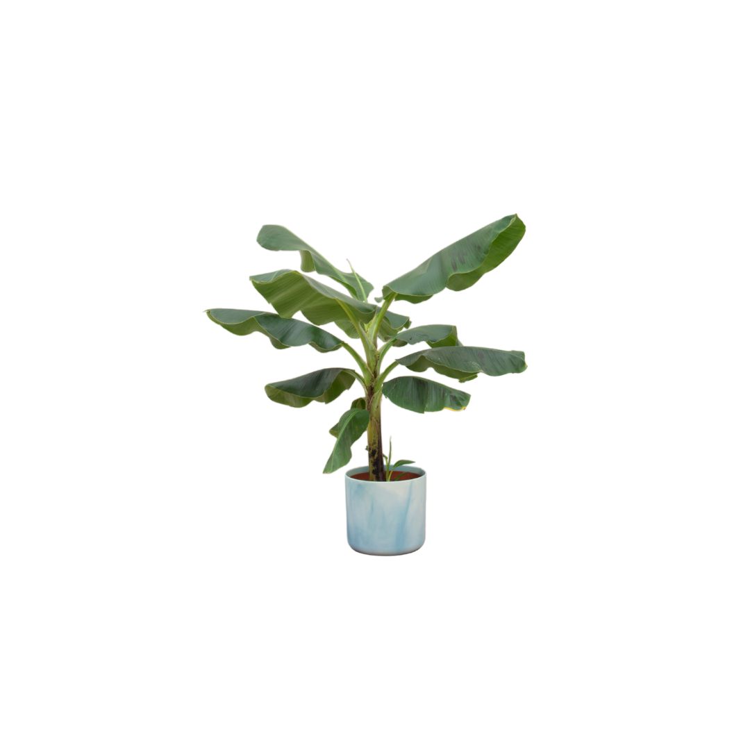 Bananenplant (Musa) inclusief Ocean Round atlantisch blauw Ø22 - 90 cm