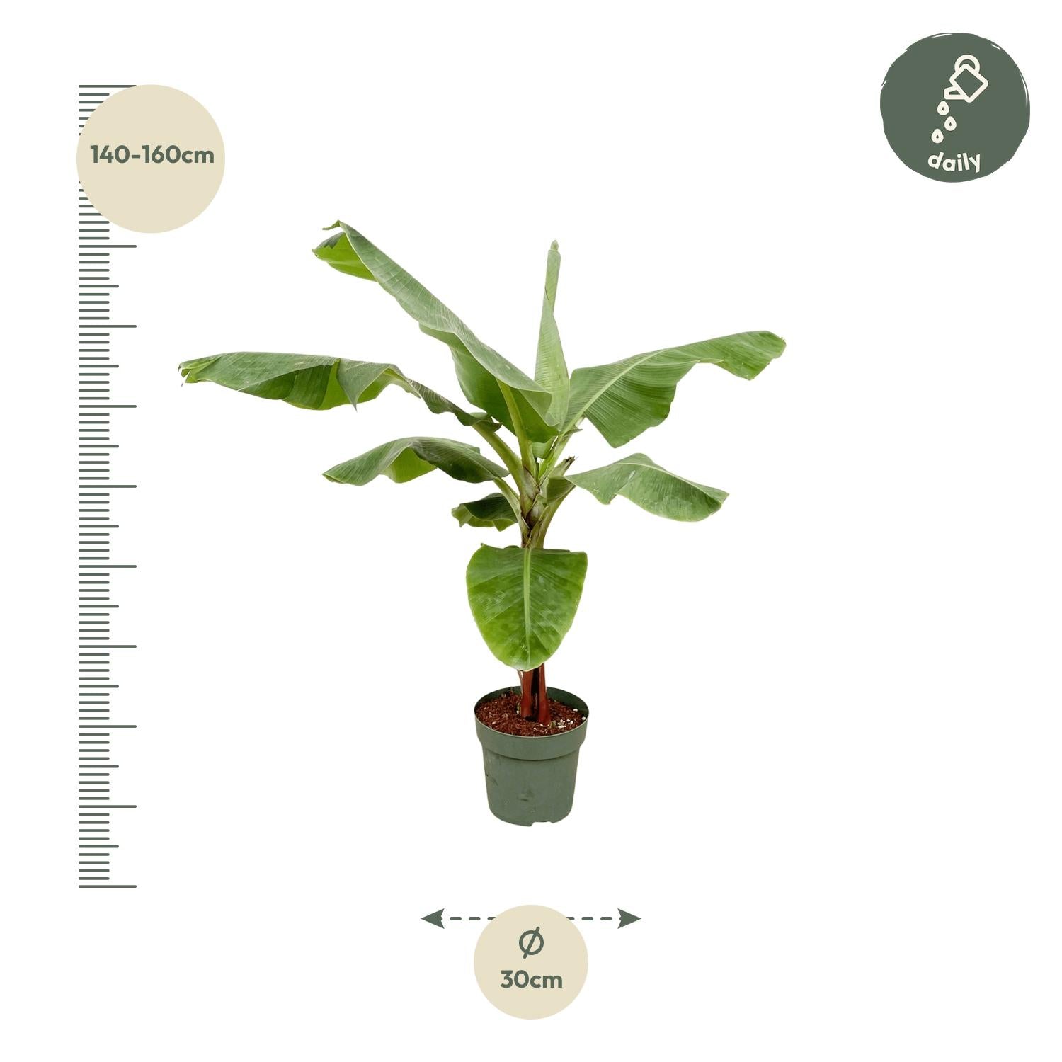 Bananenplant (Musa) | Tropische kamerplant – 150 cm – Ø30 cm