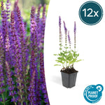 Salvia nemorosa 'Ostfriesland' | Paarse vaste borderplant – Ø9 cm – ↕10-25 cm