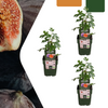 3 x Biologische Vijgenbomen - Ø 13 cm - ↨ 20 cm