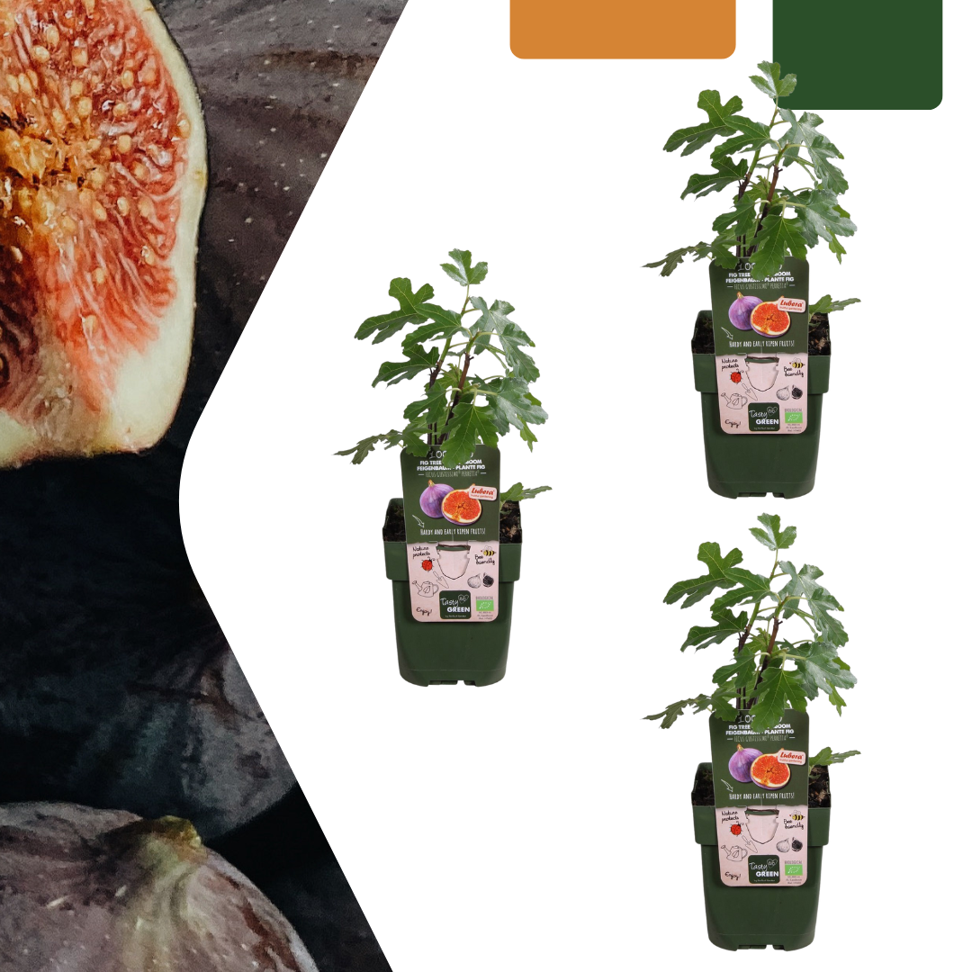 3 x Biologische Vijgenbomen - Ø 13 cm - ↨ 20 cm
