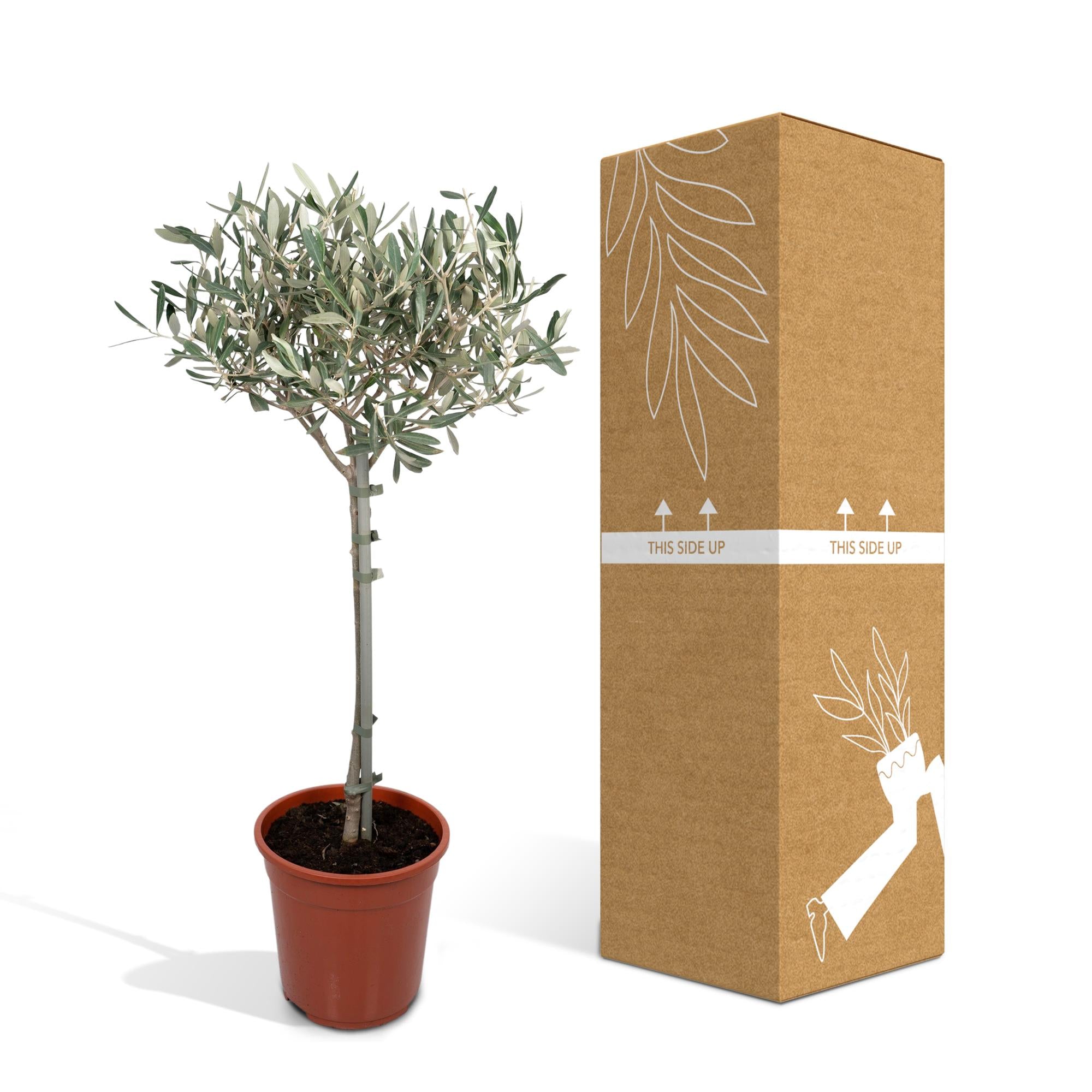 Olea Europaea op stam I 90 cm - ø19 cm