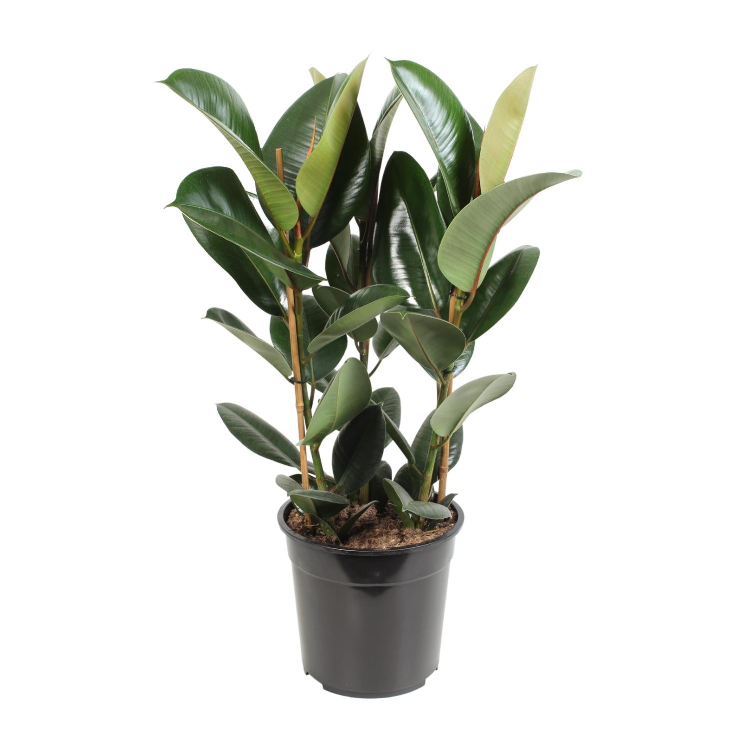 Ficus Elastica Robusta | 85 cm - Ø27 cm - Sterke & stijlvolle kamerplant
