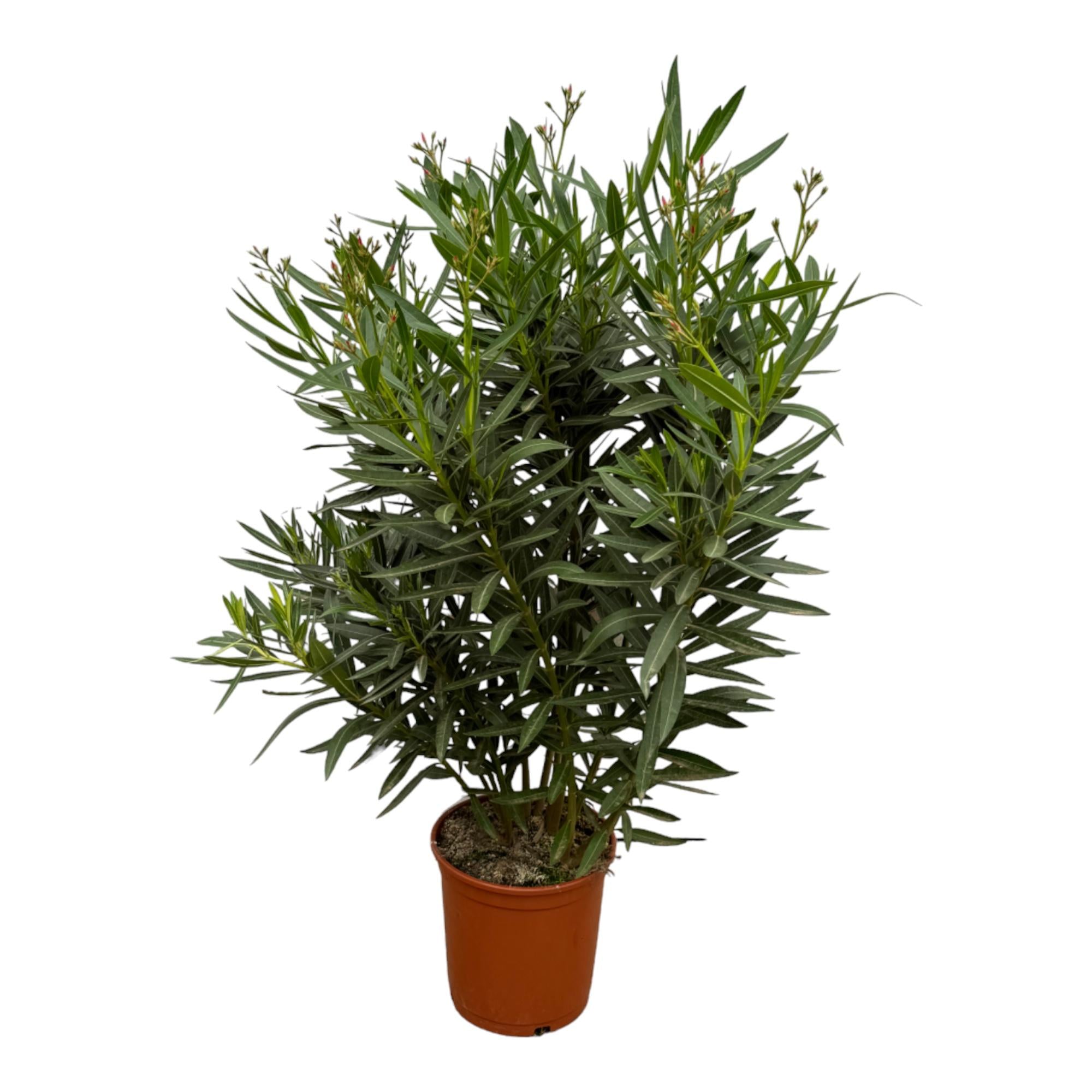 Nerium Oleander struik met rode bloem | 160 cm - Ø24-27cm