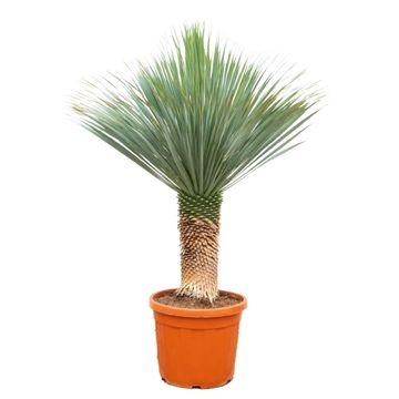 Yucca Rostrata  | 170 cm - Ø55 cm - Stoere woestijnplant met mediterrane allure