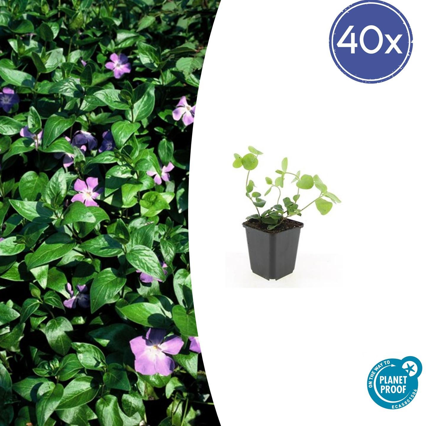 Vinca major |  prachtige paarse bloemen - ↕10-25cm - Ø9cm