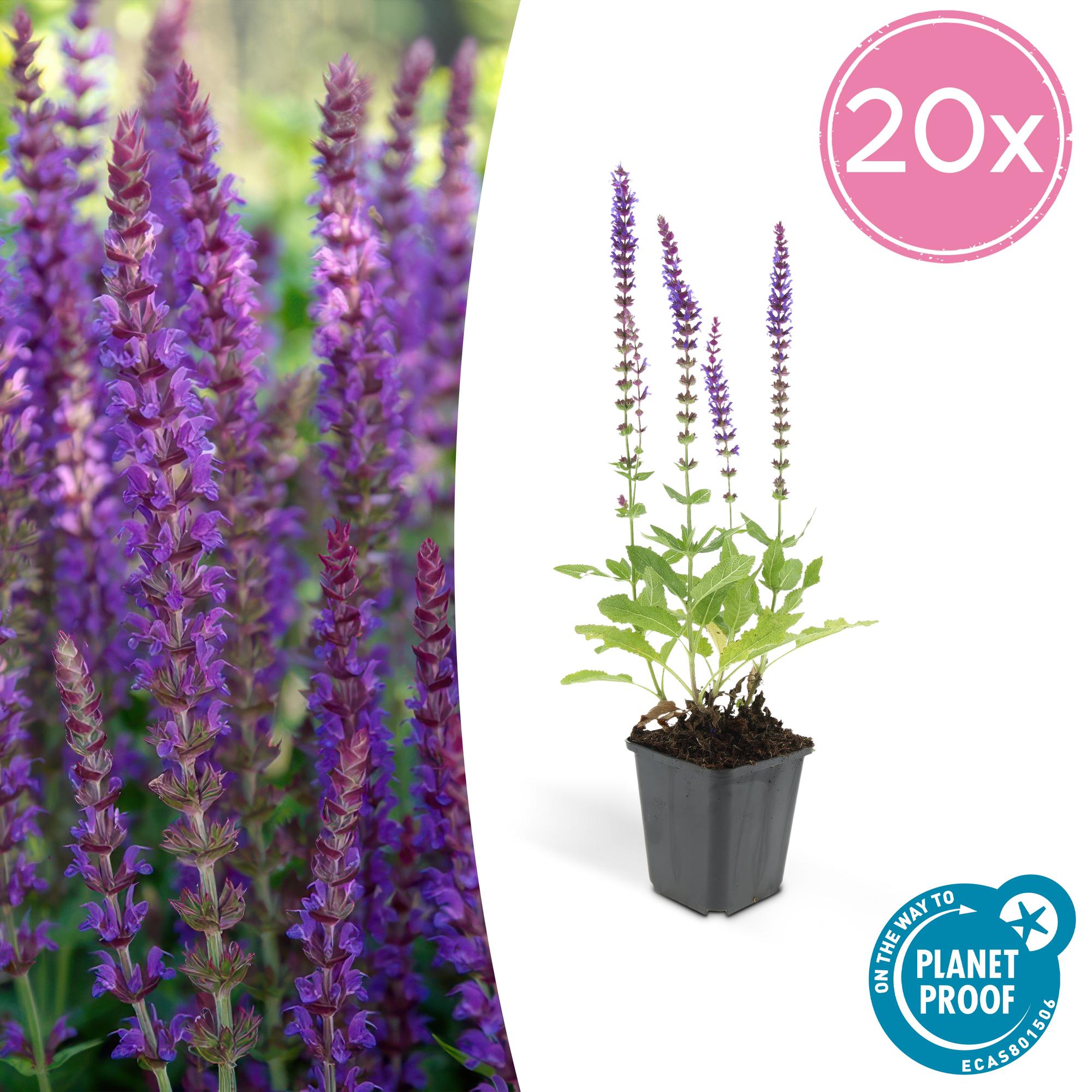 Salvia nemorosa 'Ostfriesland' | Paarse vaste borderplant – Ø9 cm – ↕10-25 cm