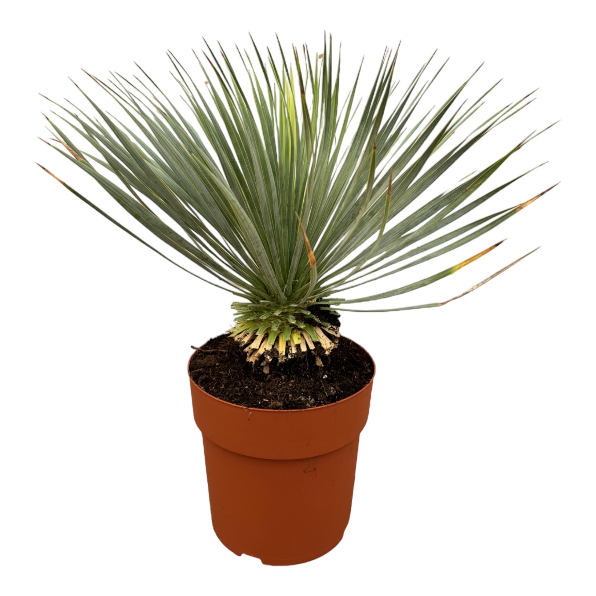 Yucca Rostrata op stam | 70 cm – Ø27 cm – Compacte woestijnlook
