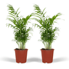 Chamaedorea Elegans | Mexicaanse bergpalm – 2 stuks – Ø17 cm – ↕55 cm