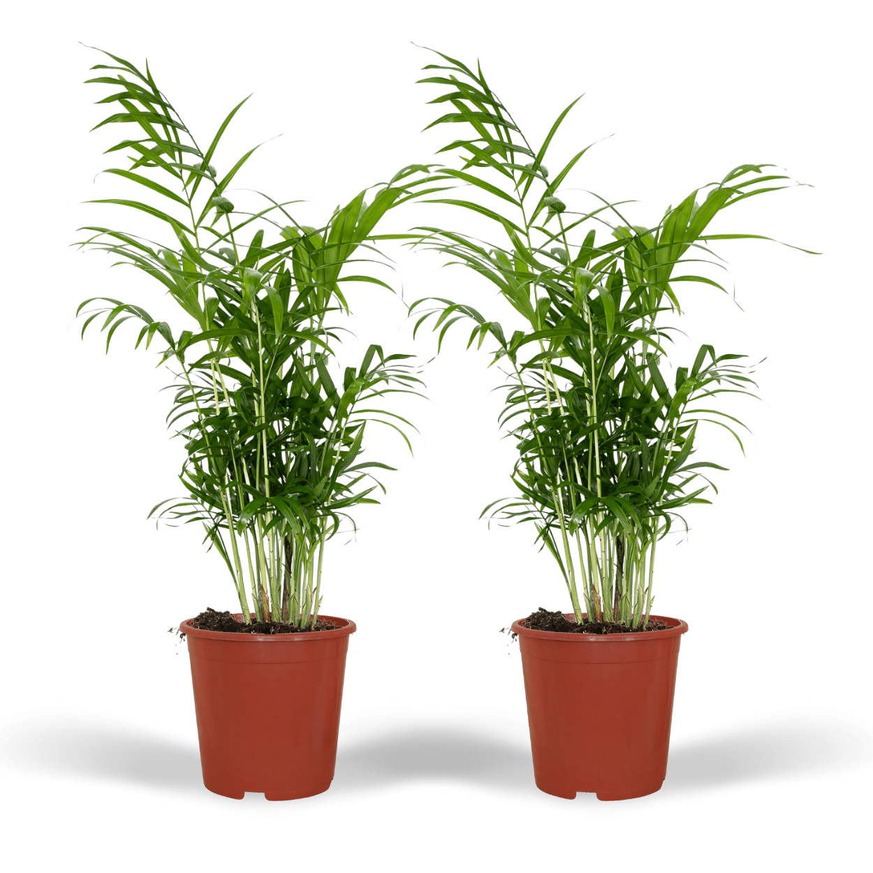 Chamaedorea Elegans | Mexicaanse bergpalm – 2 stuks – Ø17 cm – ↕55 cm