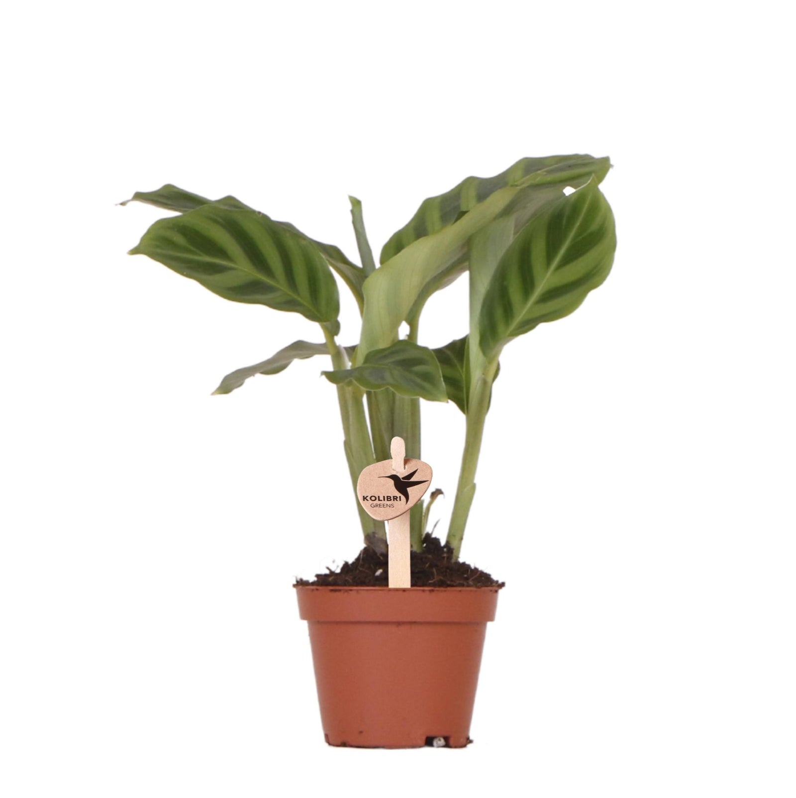 Calathea - Ø6 cm of Ø9 cm | Mini kamerplant met opvallend blad