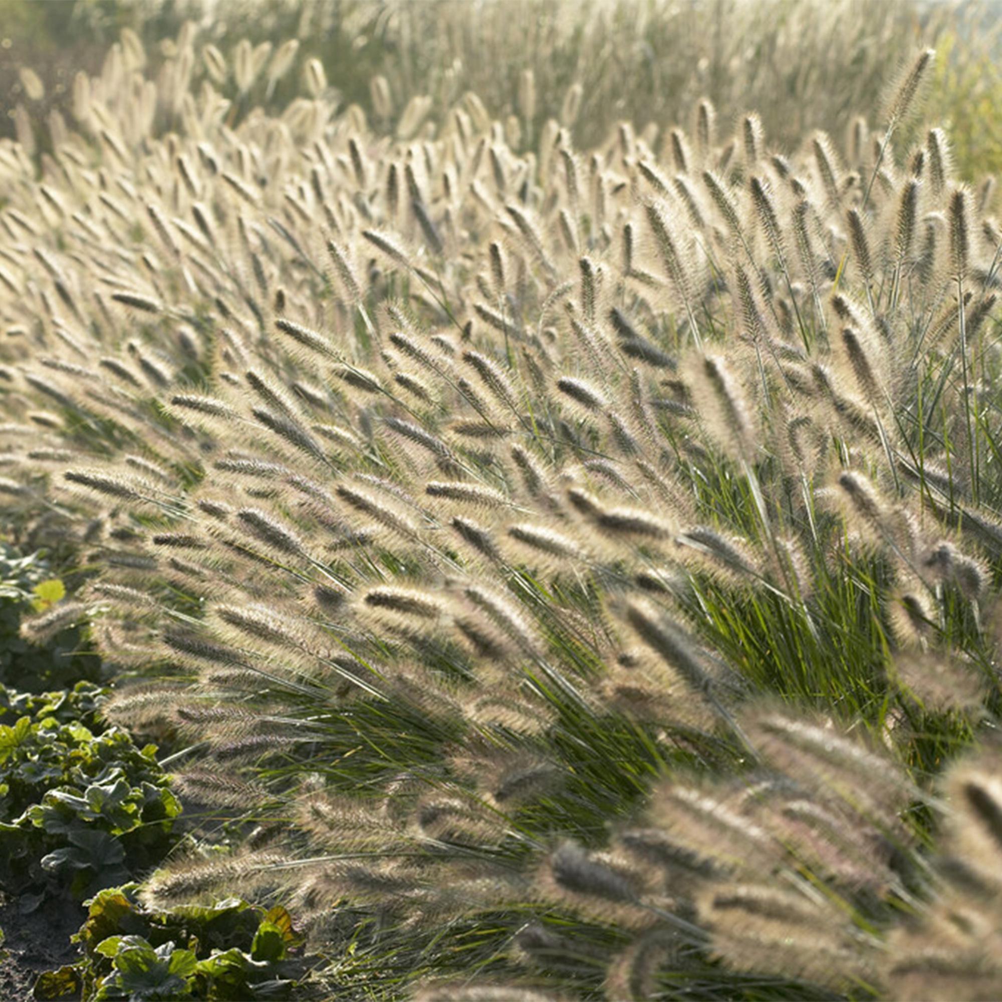Pennisetum alopecuroides 'Hameln' | Diverse sets siergrassen - Ø 9 cm - ↕ 10-25 cm