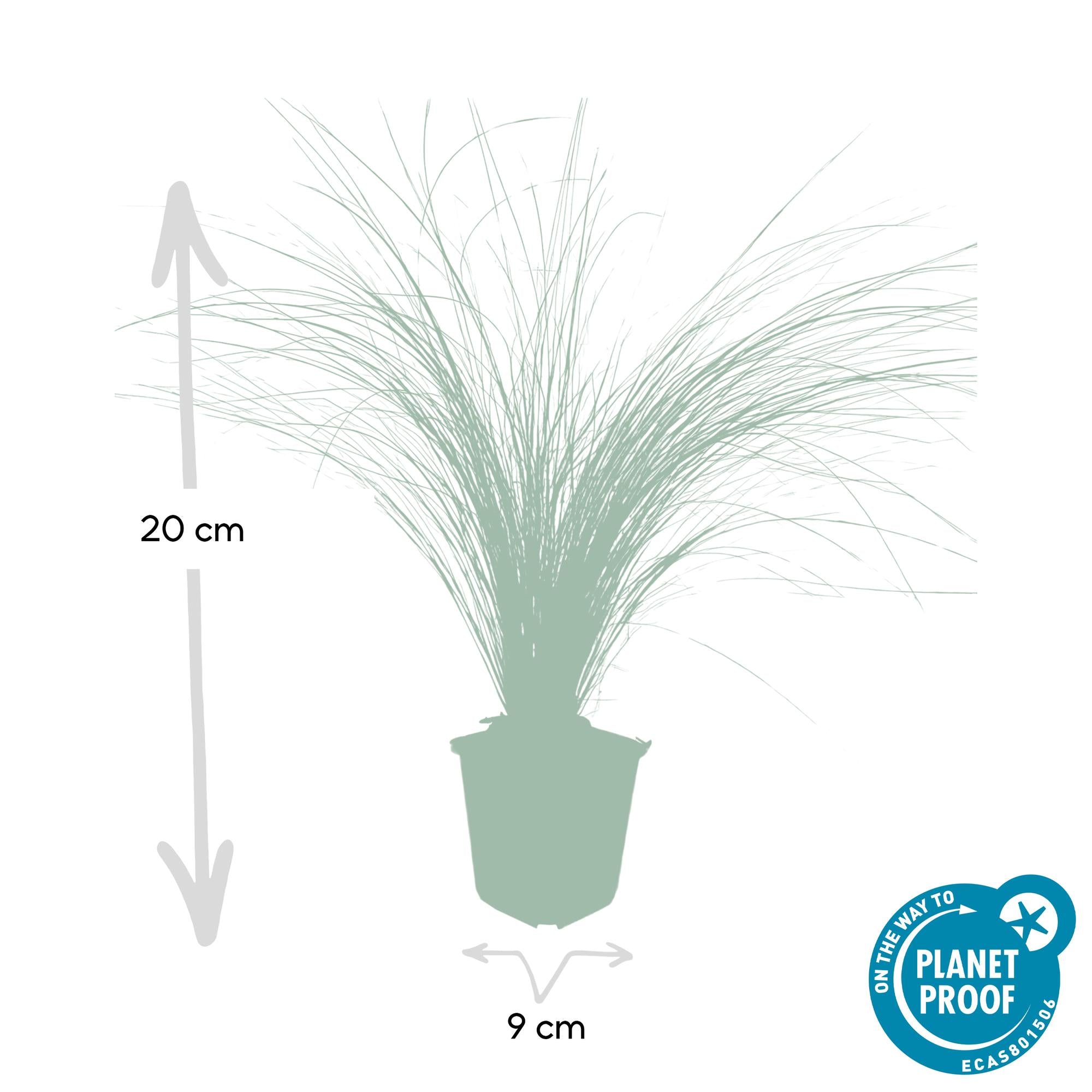 Stipa tenuissima 'Ponytails' | Fijn siergras - Ø9cm - ↕10-25cm