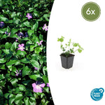 Vinca major |  prachtige paarse bloemen - ↕10-25cm - Ø9cm