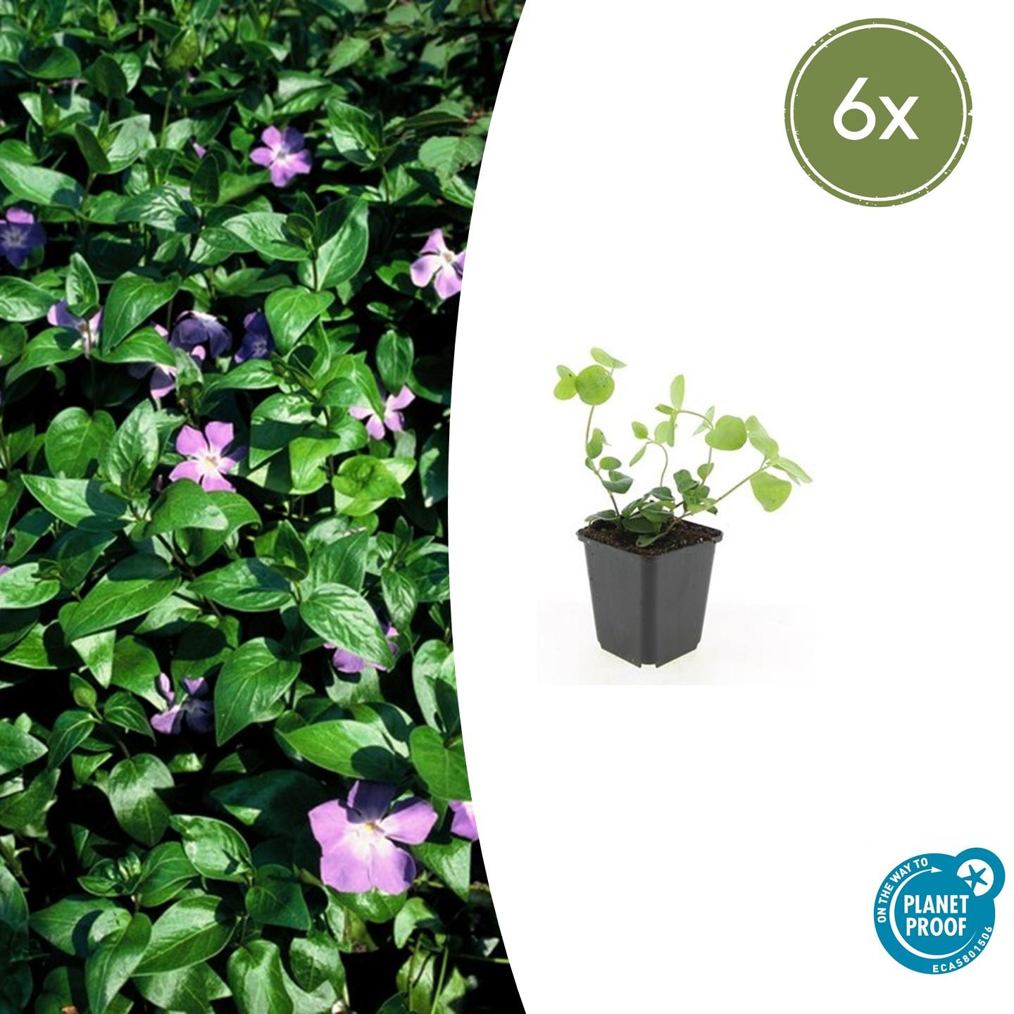Vinca major |  prachtige paarse bloemen - ↕10-25cm - Ø9cm