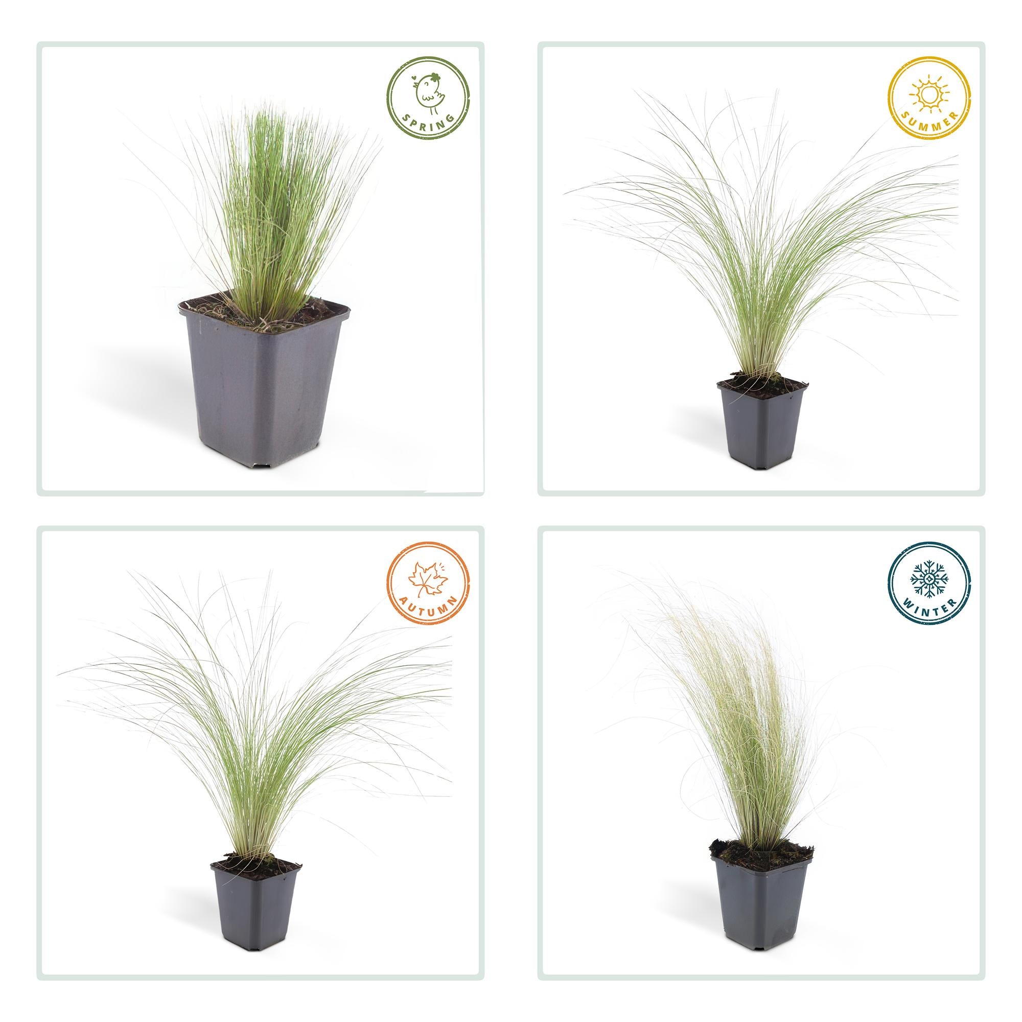 Stipa tenuissima 'Ponytails' | Fijn siergras - Ø9cm - ↕10-25cm