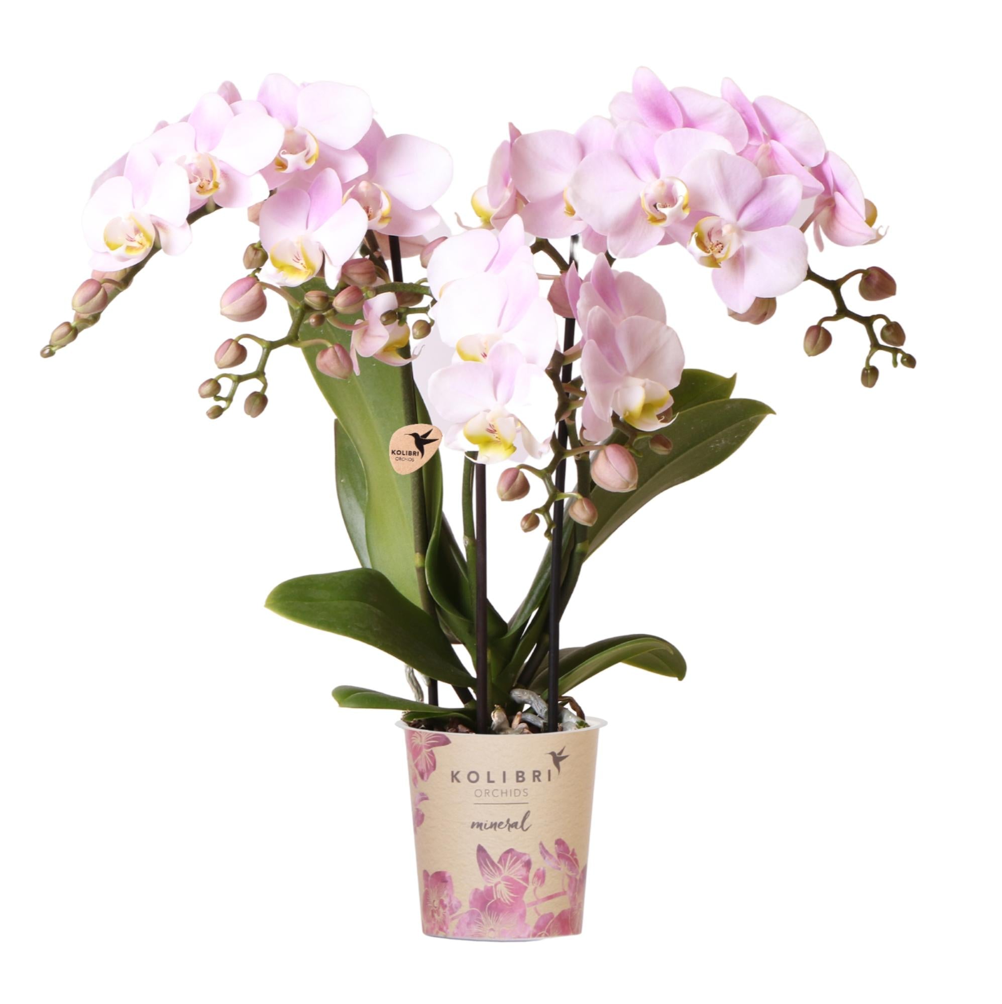 Orchidee | Roze phalaenopsis orchidee - Portugal - potmaat Ø9cm