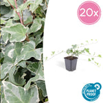 Hedera helix 'Glacier' | Bonte klimop – Ø9 cm – ↕10-25 cm