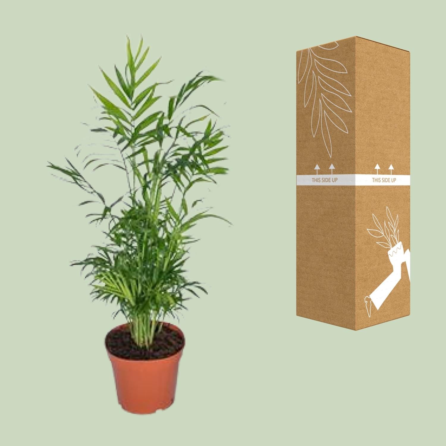 Mexicaanse Bergpalm | Chamaedorea Elegans 55cm - Ø17cm