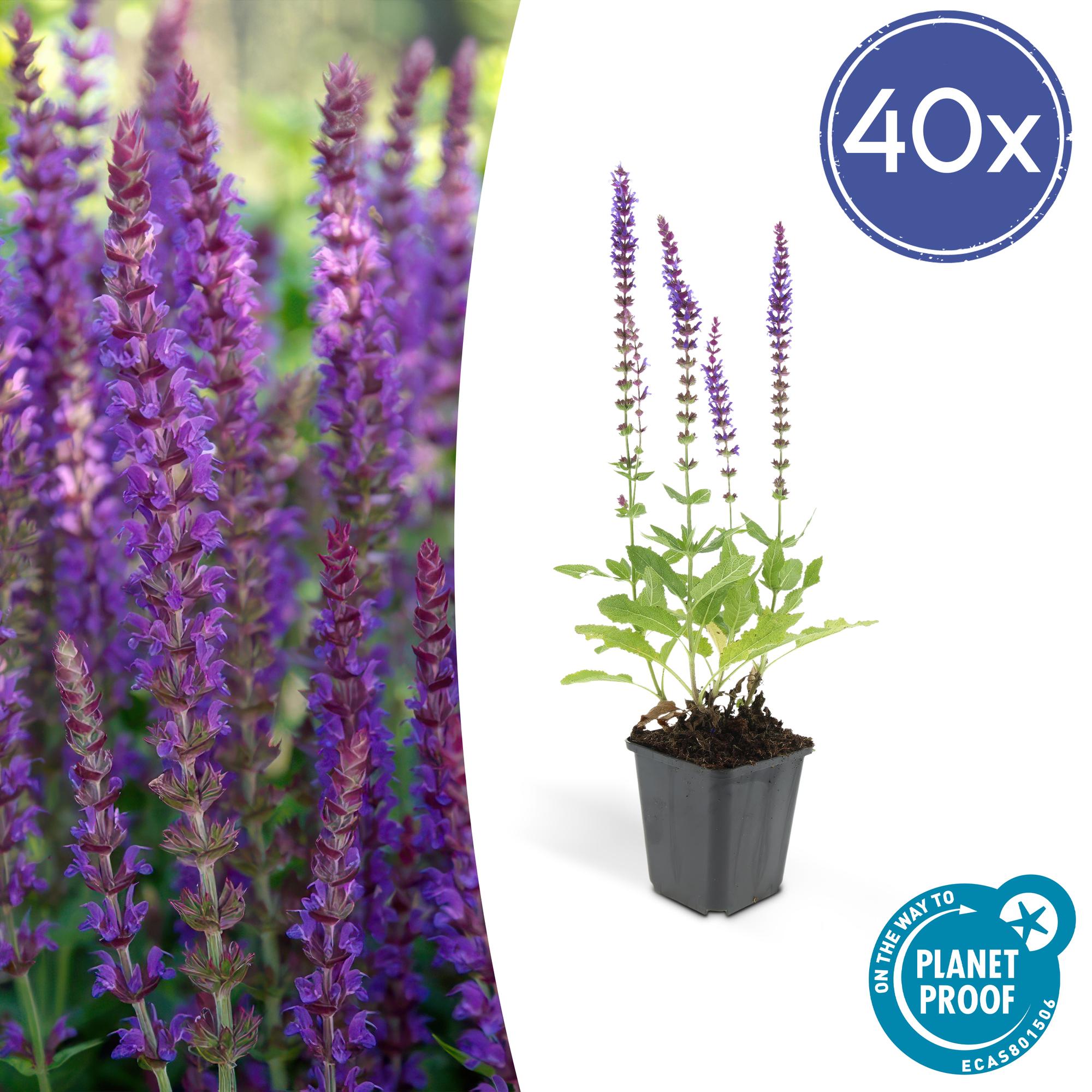 Salvia nemorosa 'Ostfriesland' | Paarse vaste borderplant – Ø9 cm – ↕10-25 cm