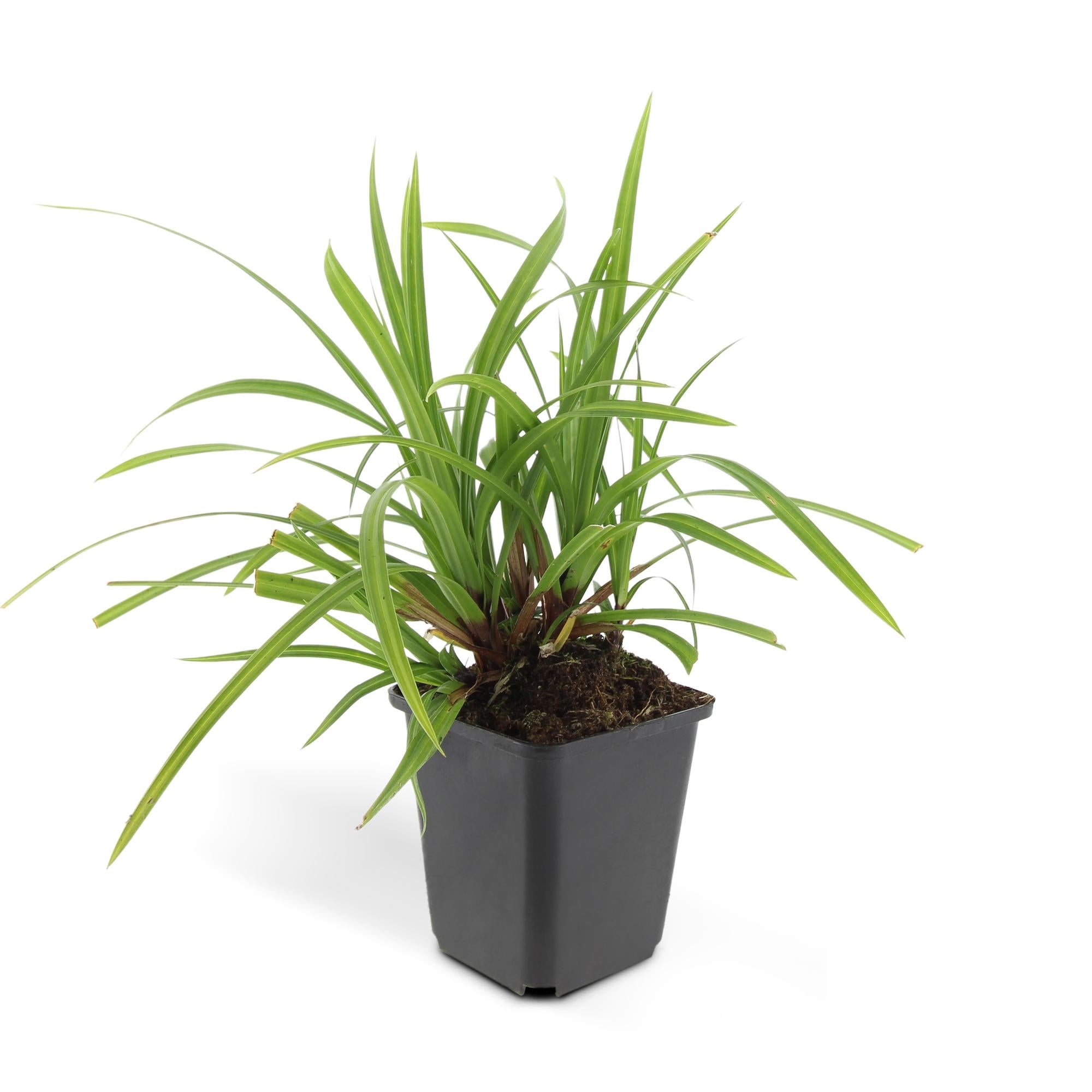 Carex morrowii 'Irish Green' | Wintergroen siergras Ø9cm - ↕10-25cm