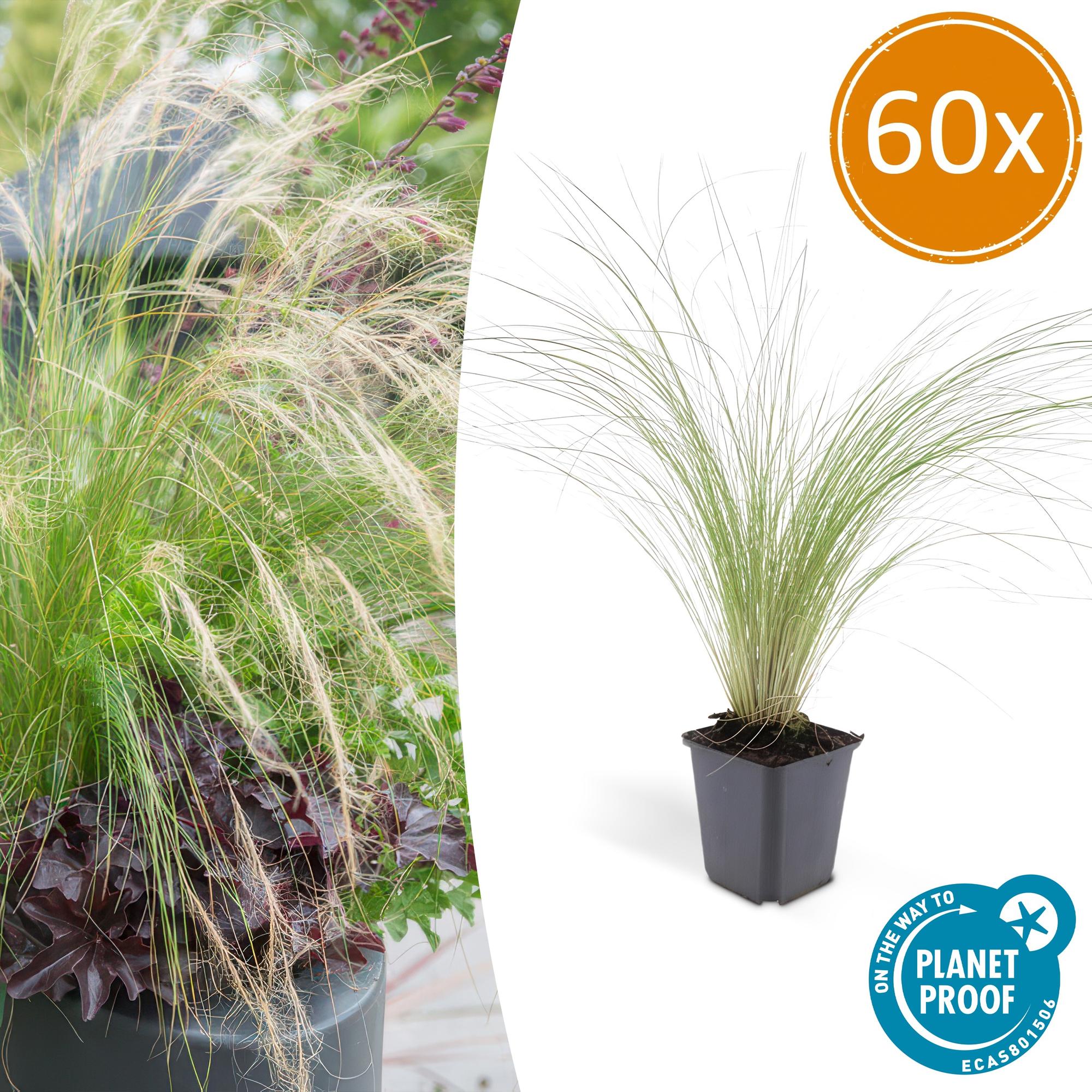 Stipa tenuissima 'Ponytails' | Fijn siergras - Ø9cm - ↕10-25cm
