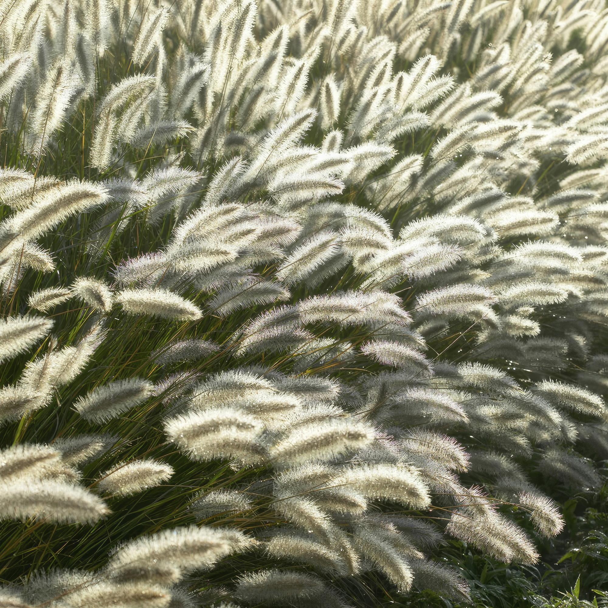 Pennisetum alopecuroides 'Hameln' | Diverse sets siergrassen - Ø 9 cm - ↕ 10-25 cm