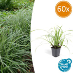 Carex morrowii 'Ice Dance' | Wintergroen siergras Ø9cm ↕10-25cm