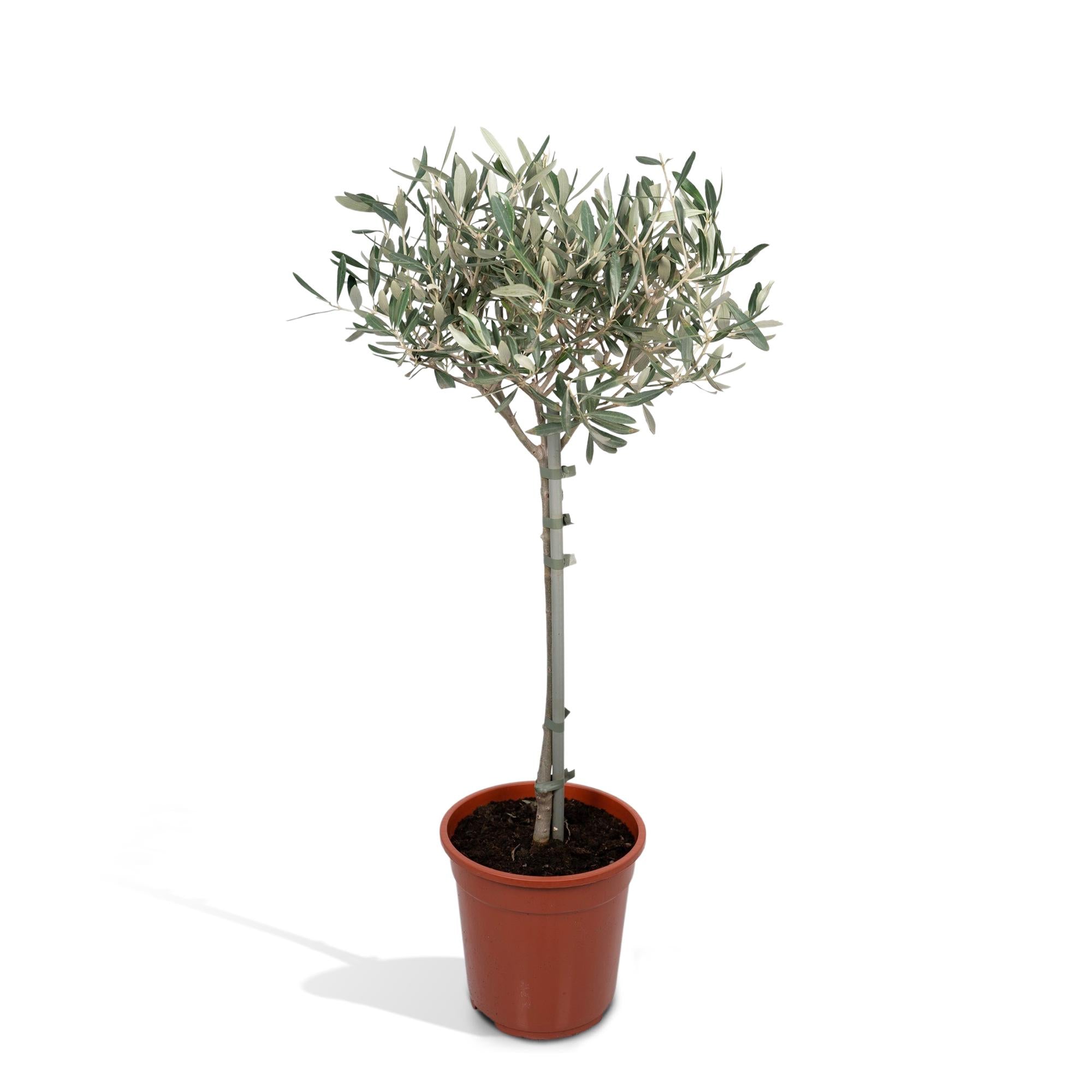 Olea Europaea op stam I 90 cm - ø19 cm