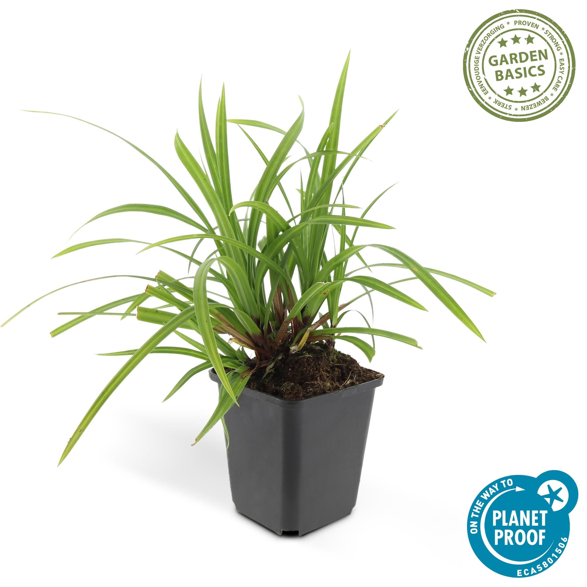 Carex morrowii 'Irish Green' | Wintergroen siergras Ø9cm - ↕10-25cm