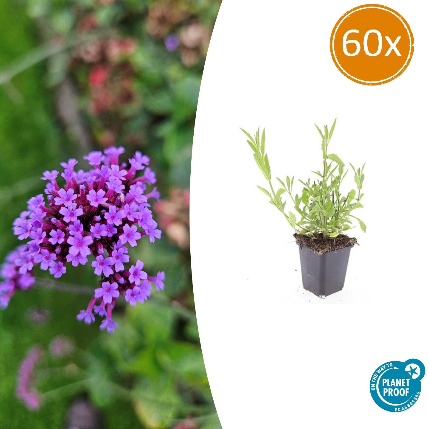 Verbena Bonariensis - IJzerhard | Tuinplant - Ø9 cm