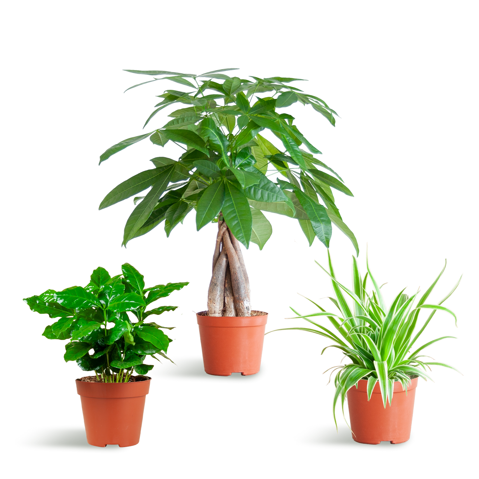 Diervriendelijke Planten | klein zonder sierpot